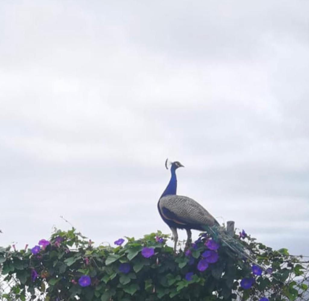 San Pedro  Casas La Principal旅馆 外观 照片